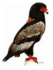Bateleur Testing Station